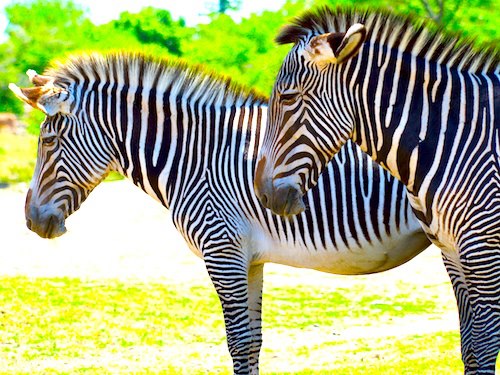 Interesting Facts -

A zebra is white with black stripes.
